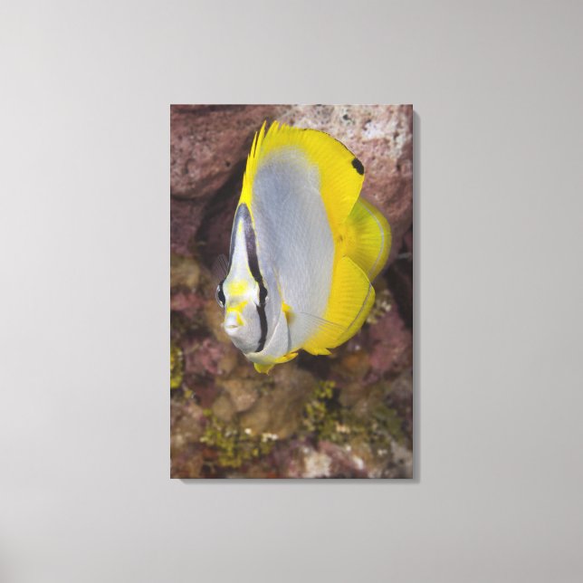 Underwater Life, FISH:  A colourful tropical Canvas Print (Front)