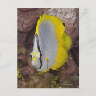 Underwater Life, FISH: A colourful tropical Postcard