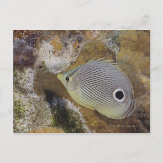 Underwater Life, FISH: A Foureye Butterflyfish Postcard (Front)