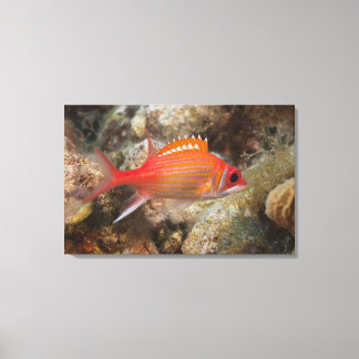 Underwater Life, FISH: a Longjaw Squirrelfish Canvas Print