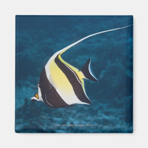 Underwater life;FISH: A Moorish Idol (Zanclus Magnet