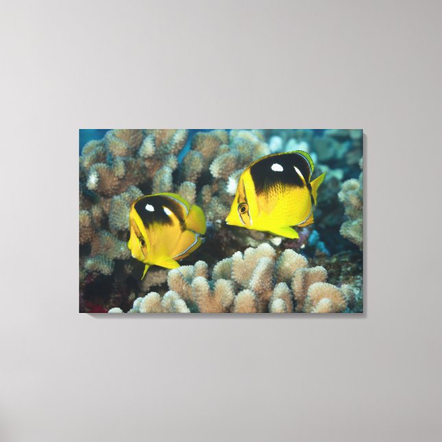 Underwater Life; FISH:  A pair of Fourspot Canvas Print (Front)