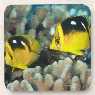 Underwater Life; FISH: A pair of Fourspot Coaster