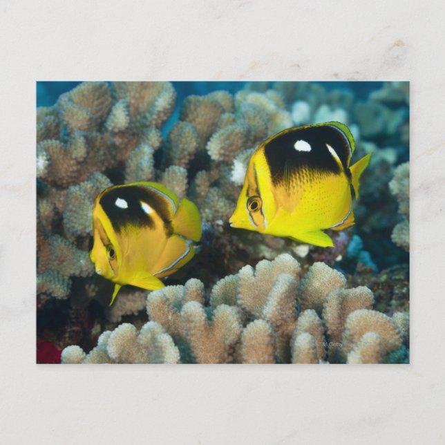 Underwater Life; FISH:  A pair of Fourspot Postcard (Front)
