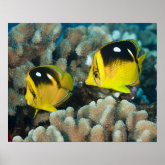 Underwater Life; FISH: A pair of Fourspot Poster