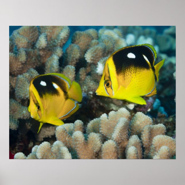 Underwater Life; FISH:  A pair of Fourspot Poster (Front)