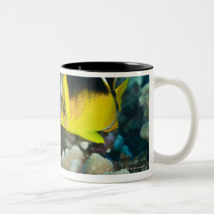 Underwater Life; FISH: A pair of Fourspot Two-Tone Coffee Mug
