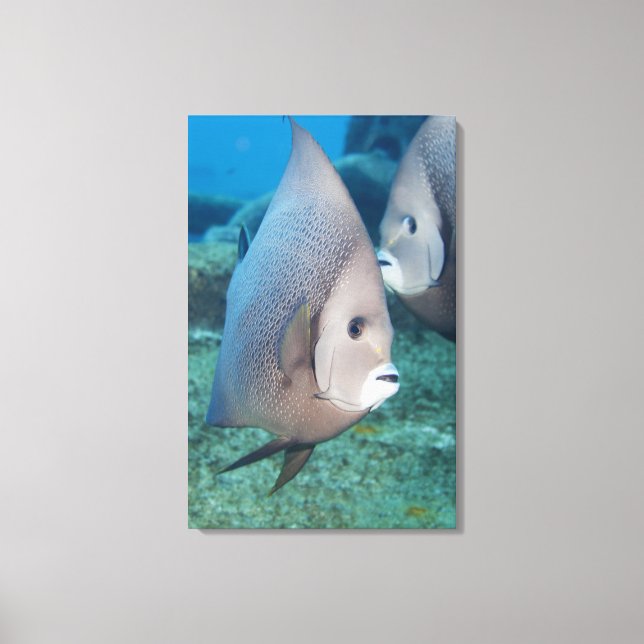 Underwater Life, FISH:  a pair of Grey Angelfish Canvas Print (Front)