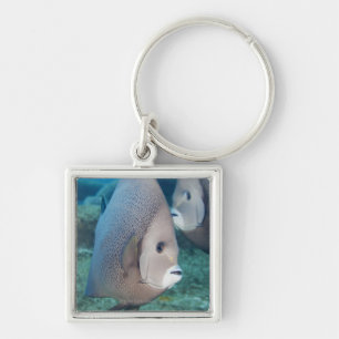 Underwater Life, FISH:  a pair of Grey Angelfish Key Ring