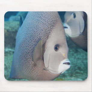 Underwater Life, FISH:  a pair of Grey Angelfish Mouse Pad