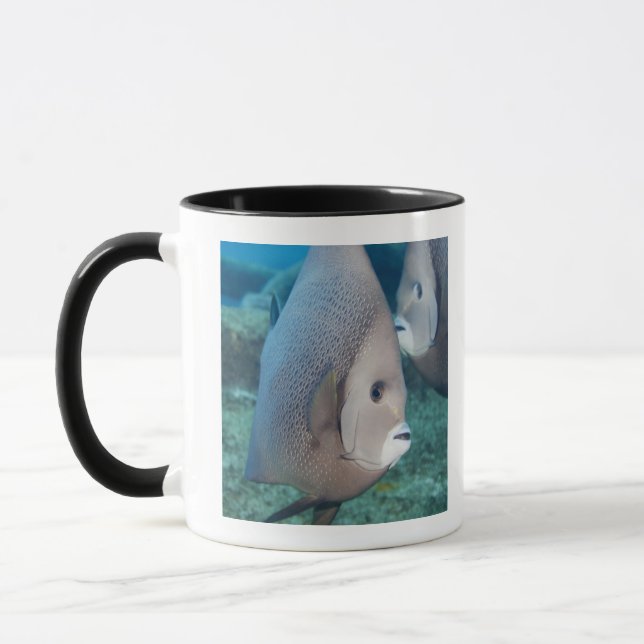 Underwater Life, FISH:  a pair of Grey Angelfish Mug (Left)