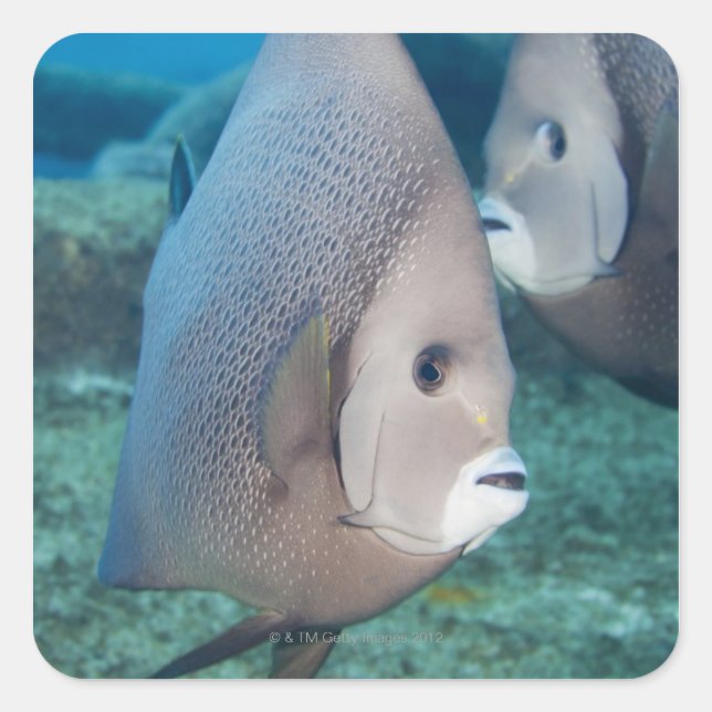 Underwater Life, FISH:  a pair of Grey Angelfish Square Sticker (Front)