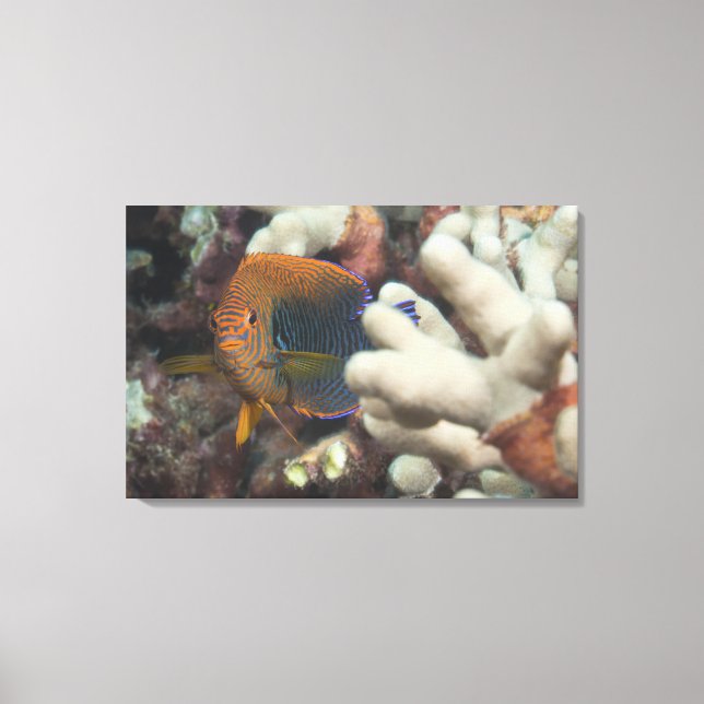 Underwater life; FISH: A portrait of a Potter's Canvas Print (Front)