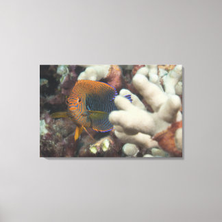 Underwater life; FISH: A portrait of a Potter's Canvas Print