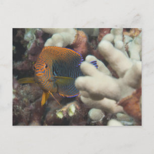 Underwater life; FISH: A portrait of a Potter's Postcard