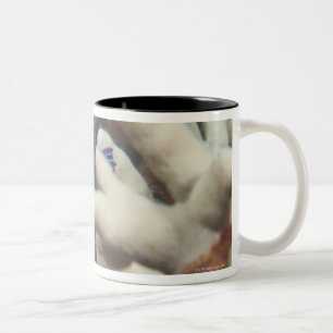 Underwater life; FISH: A portrait of a Potter's Two-Tone Coffee Mug