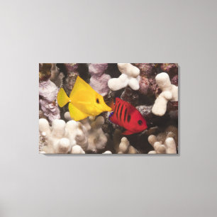 Underwater life; FISH: A Yellow Tang (Zebrasoma Canvas Print