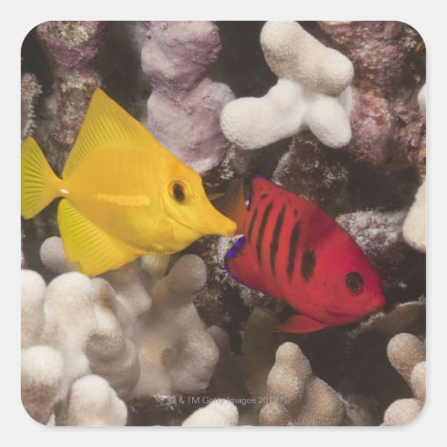 Underwater life; FISH: A Yellow Tang (Zebrasoma Square Sticker (Front)