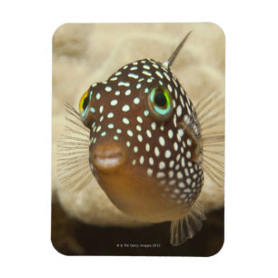Underwater life; FISH:  Close-up portrait of a Magnet