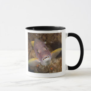 Underwater Life; FISH: Close up portrait of a Mug