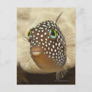 Underwater life; FISH:  Close-up portrait of a Postcard