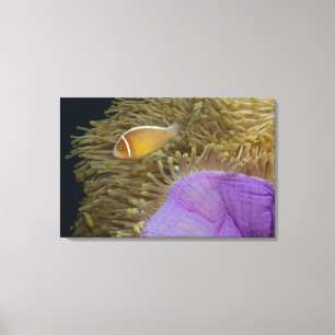 Underwater LIfe; FISH: Clownfish (Pink Canvas Print