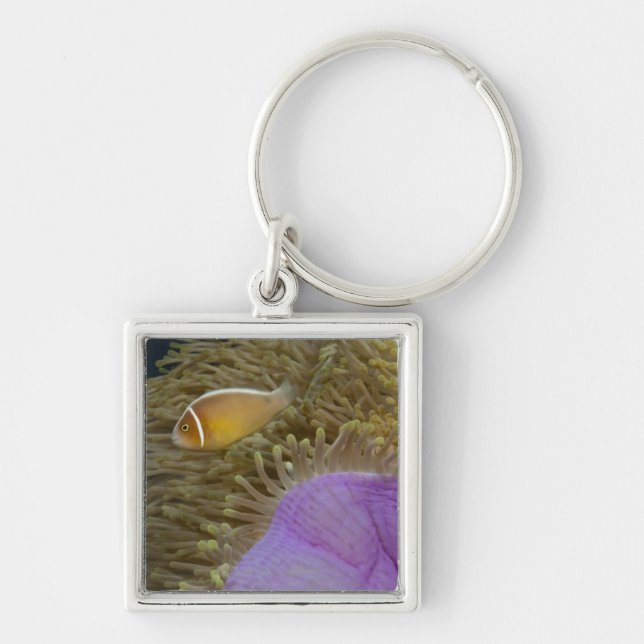 Underwater LIfe; FISH: Clownfish (Pink Key Ring (Front)