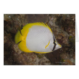 Underwater Life, FISH: Colourful Spotfin
