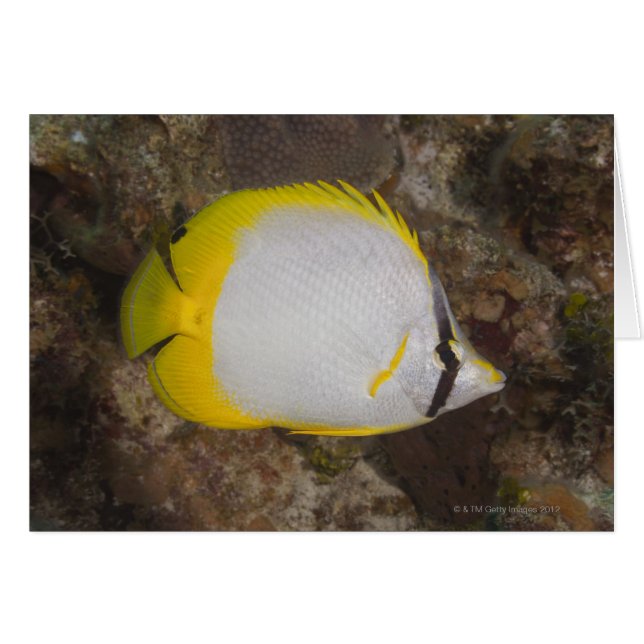 Underwater Life, FISH: Colourful Spotfin (Front Horizontal)