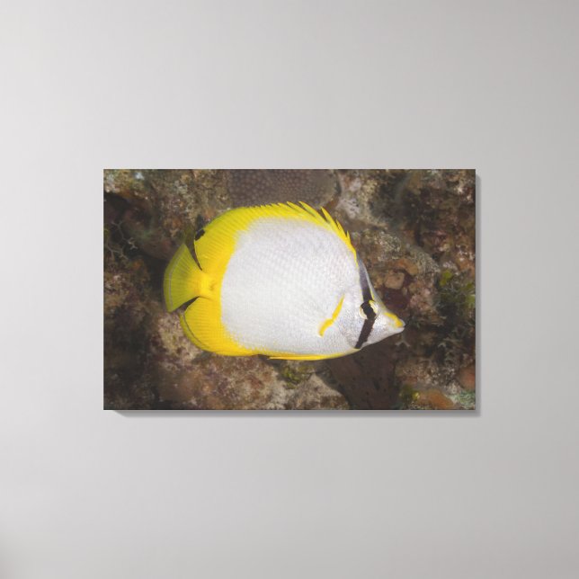 Underwater Life, FISH: Colourful Spotfin Canvas Print (Front)