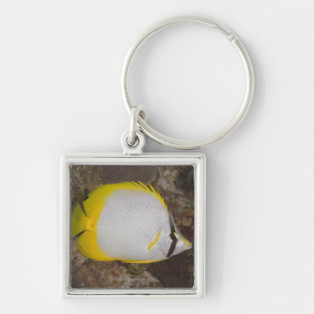 Underwater Life, FISH: Colourful Spotfin Key Ring (Front)