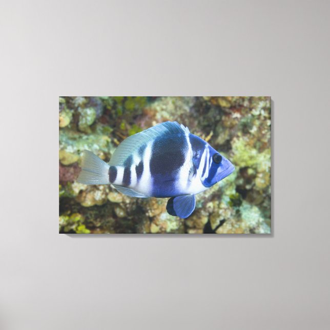 Underwater Life, FISH:  Indigo Hamlet Canvas Print (Front)