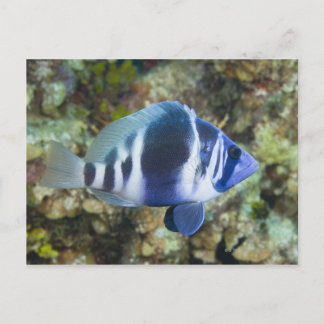 Underwater Life, FISH: Indigo Hamlet Postcard