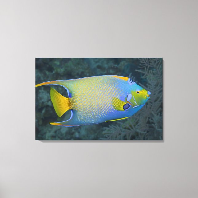 Underwater Life; FISH:  Queen Angelfish Canvas Print (Front)