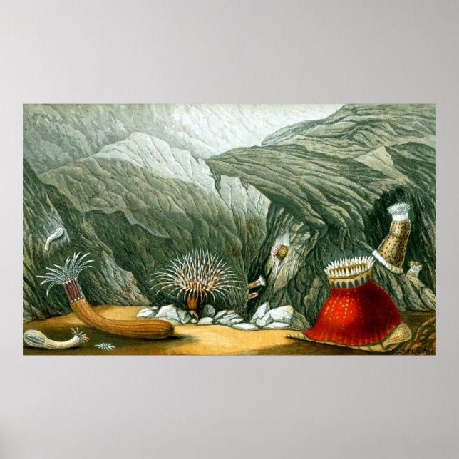 Underwater Life Five Of Ten Poster (Front)