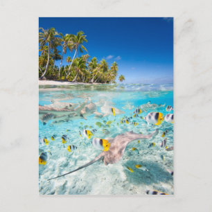 Underwater life postcard