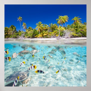 Underwater life poster