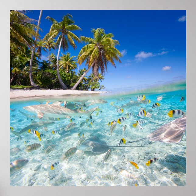 Underwater life poster (Front)