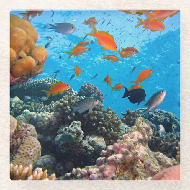 Underwater Scene Glass Coaster (Front)