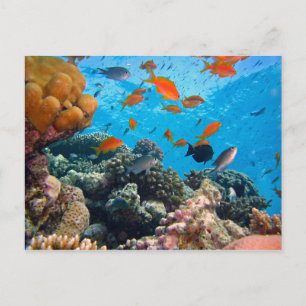 Underwater Scene Postcard