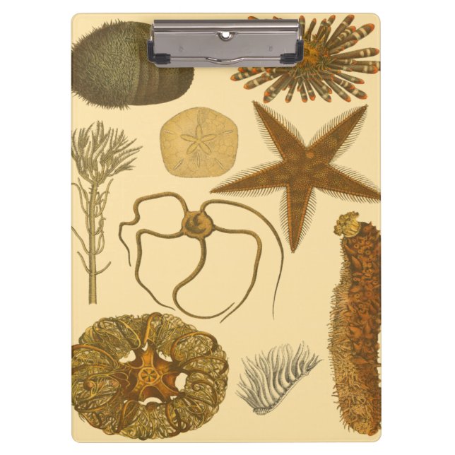 Underwater Sea Creatures Clipboard (Front)