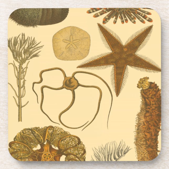 Underwater Sea Creatures Coaster (Front)