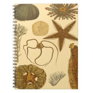 Underwater Sea Creatures Notebook