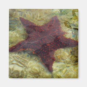 Underwater Starfish in the Bahamas Magnet