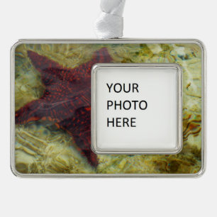 Underwater Starfish in the Bahamas Silver Plated Framed Ornament