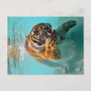 Underwater Tiger Postcard