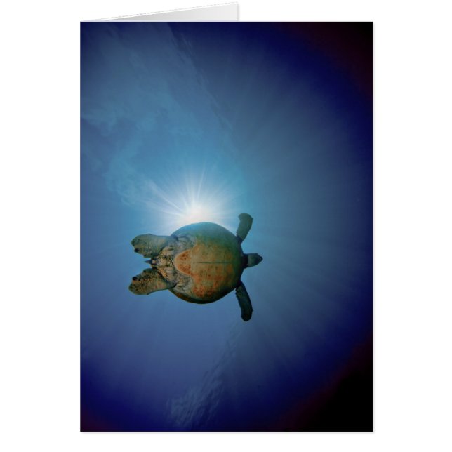 Underwater Turtle| Andaman Sea, Thailand (Front)