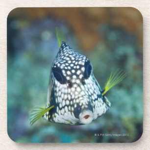 Underwater view of Smooth Trunkfish (Lactophrys Coaster