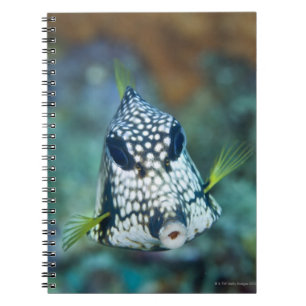 Underwater view of Smooth Trunkfish (Lactophrys Notebook