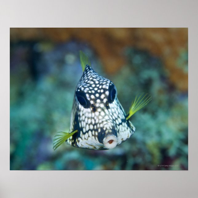 Underwater view of Smooth Trunkfish (Lactophrys Poster (Front)